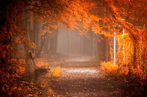 splendor, Leaves, Bench, Nature, Forest, Fall, Autumn, Path, Autumn ...