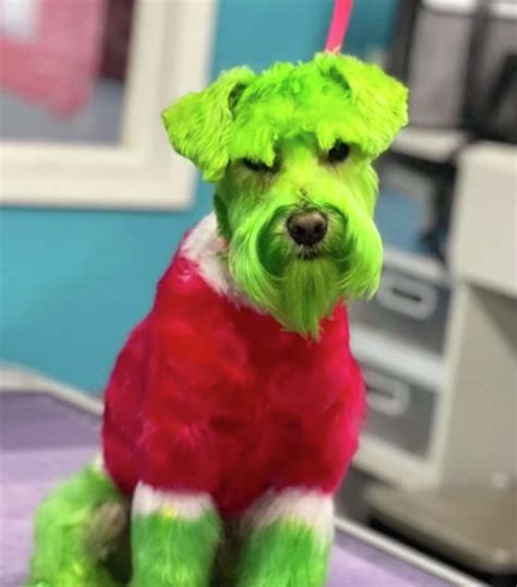 Illinois woman dyes her dog green to look like Dr. Seuss' 'Grinch Who Stole Christmas'