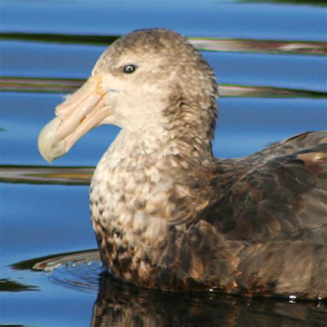 Black-browed Albatross - Falklands Conservation