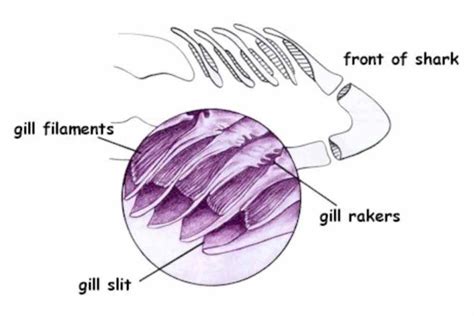 Fish Gill: Types, Structure And Function - Fish Article