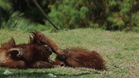 342 Orangutan habitat Stock Video Footage - 4K and HD Video Clips ...