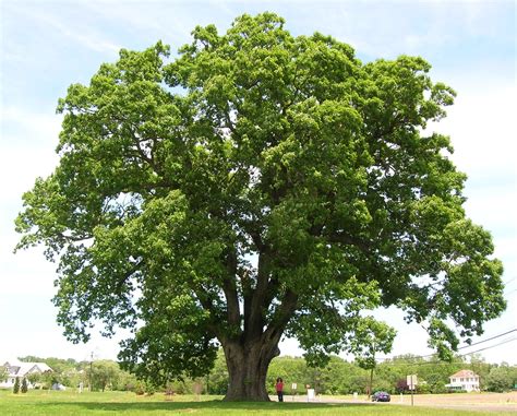 File:Keeler Oak Tree - distance photo, May 2013.jpg - Wikipedia, the ...