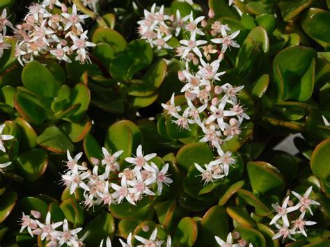 What You Need to Know About Jade Plant Flowers and How to Make Them Bloom