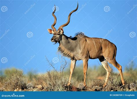 Kudu Antelope Royalty Free Stock Images - Image: 24288709