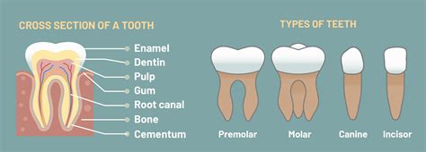 What Are The 4 Types of Teeth and Why Do We Have Them?