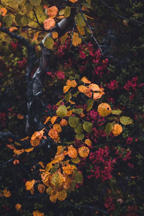 THE COLORS OF AUTUMN – Norway :: Behance