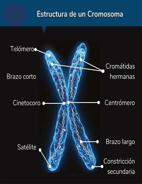 Estructura de un cromosoma | fraii | uDocz