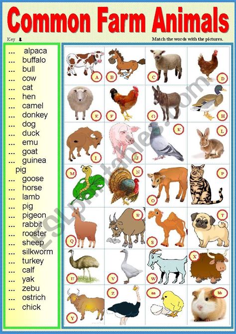 Common farm animals. Matching ex + key - ESL worksheet by karagozian