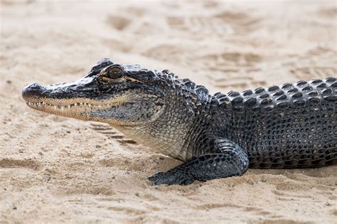 Crocodile vs. Caiman: What’s the Difference? - SeaQuest