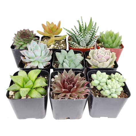 Best Succulents Pack for Beginners | Types of Succulents for Beginners - Succulents Box