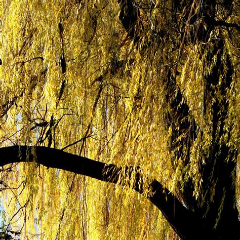 Golden Willow Tree – Green Thumbs Garden