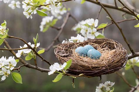 Types of Bird Nests