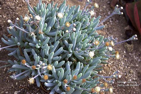 Senecio serpens | Debra Lee Baldwin