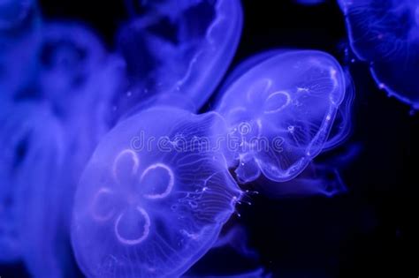 Moon Jellyfish Black Background Underwater Stock Image - Image of mysterious, creature: 160929955