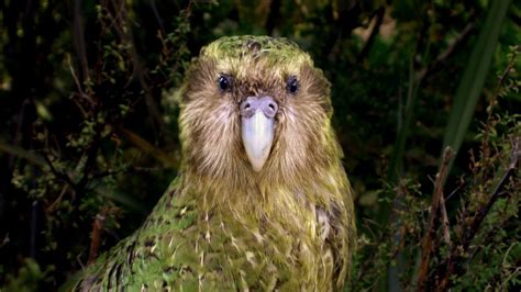 Sirocco the kakapo conservation superstar: Kakapo