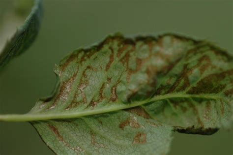 How to Identify and Get Rid of Thrips | Almanac.com