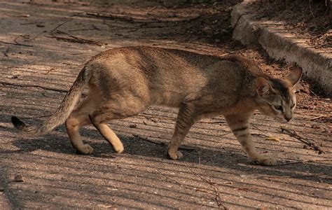 Chausie Cat Info, History, Personality, Kittens, Diet, Pictures