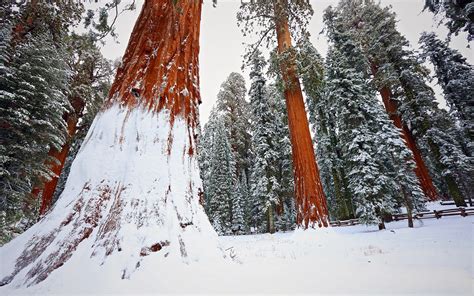 Winter, snow, redwood, tree, forest wallpaper | nature and landscape ...