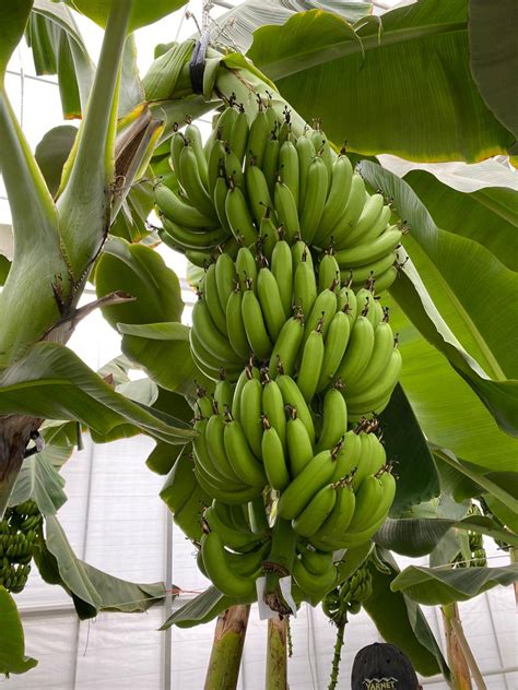 We have successfully completed our banana growing project with the hydroponic farming technique ...