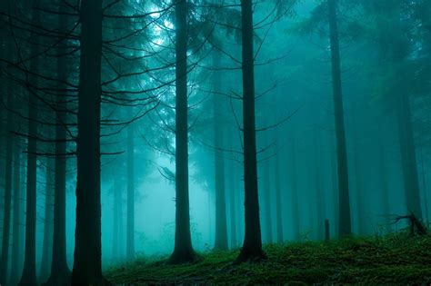 Dark Misty Forest Wallpapers - Top Free Dark Misty Forest Backgrounds - WallpaperAccess