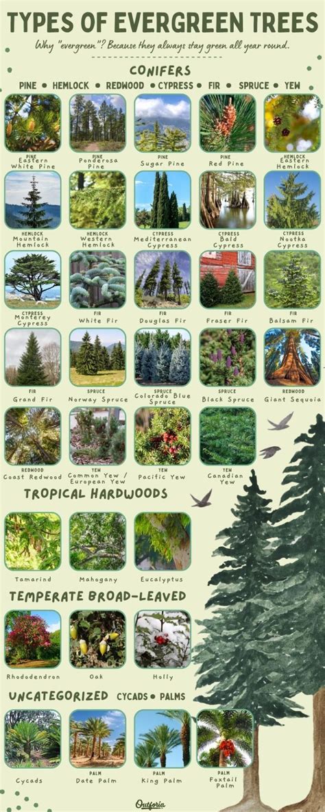 35 Types of Evergreen Trees: Earth's Spectacular Gems