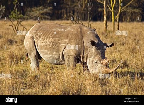 Rhino habitat loss hi-res stock photography and images - Alamy