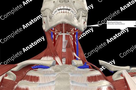 Mylohyoid Muscle | Complete Anatomy