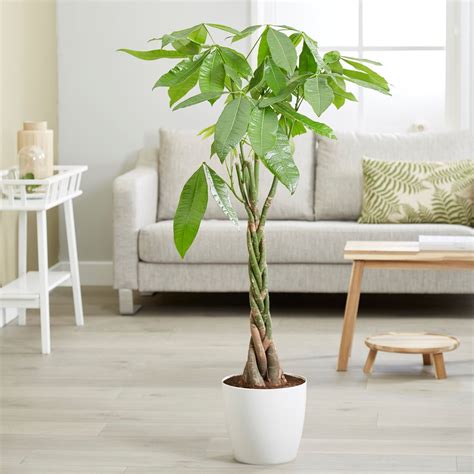 Best shade loving plants | Real Homes