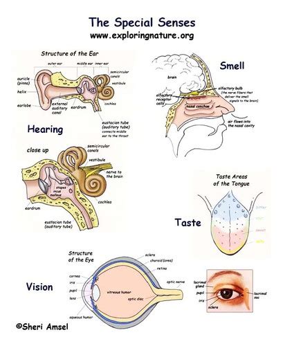 Anatomy and Physiology: Unit 15 The Special Senses Flashcards | Quizlet