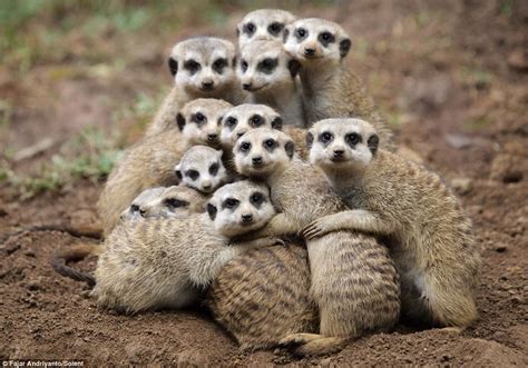 Group hug! Keeping warm is just simples for these soggy meerkats who ...