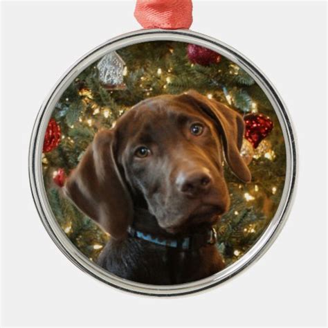 Chocolate Lab Christmas Ornament | Zazzle