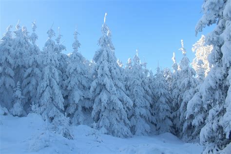 Pine Trees Covered With Snow · Free Stock Photo