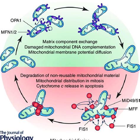 (PDF) Mitochondrial dynamics, mitophagy and cardiovascular disease