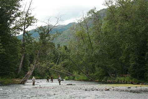 Black Bear in Alaska. Russian River in Alaska. Stock Photo - Image of animals, river: 148165468