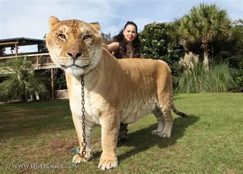 10 Interesting Liger Facts | My Interesting Facts