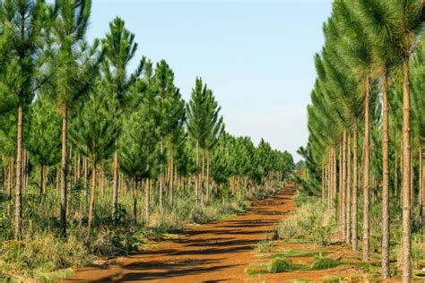 Different Types of Florida Pine Trees - Garden Lovers Club