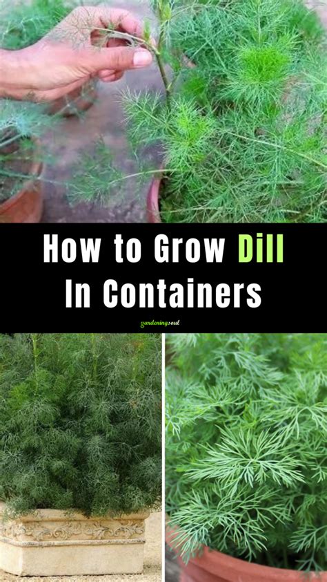 How to Grow Dill in Containers