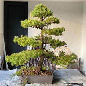 26 Best Norway Spruce Bonsai Pictures | Balcony Garden Web