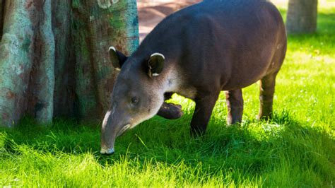 The Baird's Tapir | Critter Science