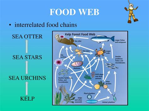 Food Web Sea Otter Food Chain