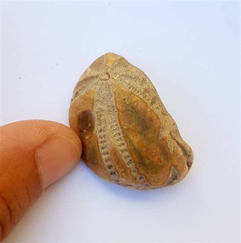 NaturePlus: Echinoid ID? Charmouth Beach