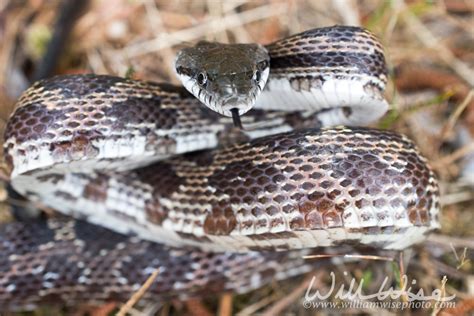 Georgia Ratsnake - WILLIAM WISE PHOTOGRAPHY