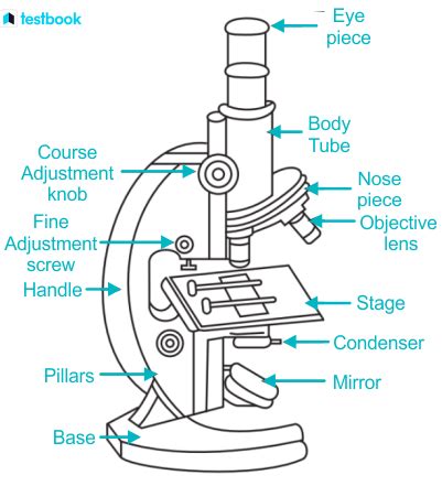 Compound Light Microscope Parts And Functions Drawing | Shelly Lighting