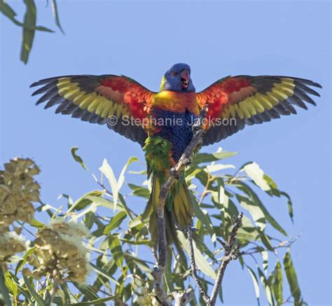 Australian Parrots Species