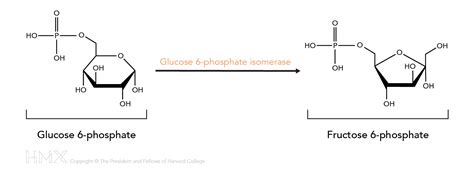 Solved The reaction in which glucose 6-phosphate (G6P) is | Chegg.com