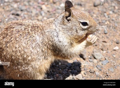 Squirrel eating nuts Stock Photo - Alamy