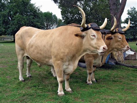 Ox | Domestic, Livestock, Bovine | Britannica