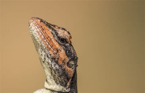 Portrait of a Oriental Garden Lizard - Free Image by Pavan Prasad on PixaHive.com