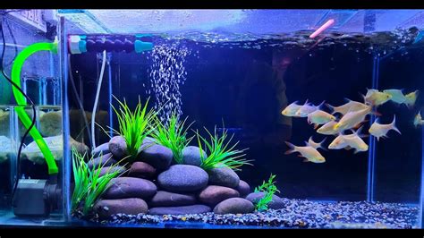 How To Set Up A New Aquarium - Aquarium Views