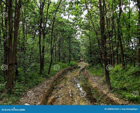 Abandoned forest road stock image. Image of rural, ecology - 288961563